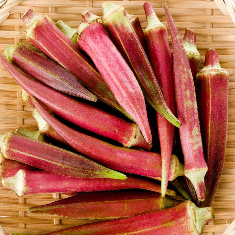 OKRA Jing Orange Buy Online at Seeds Of Plenty Seeds of Plenty