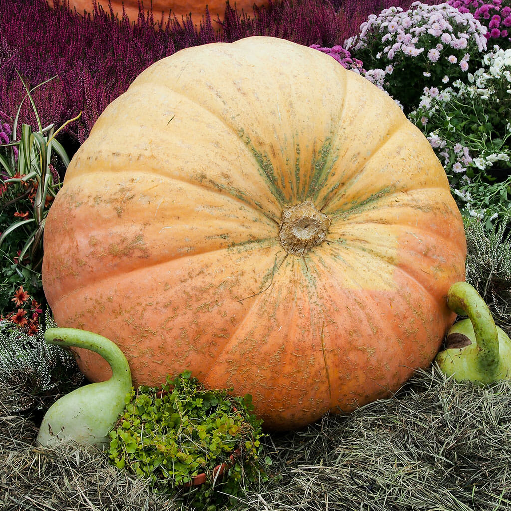 Giant Pumpkin Seeds Atlantic Giant | Seeds of Plenty