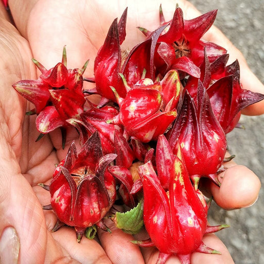 ROSELLA - Open Pollinated - Hibiscus sabdariffa