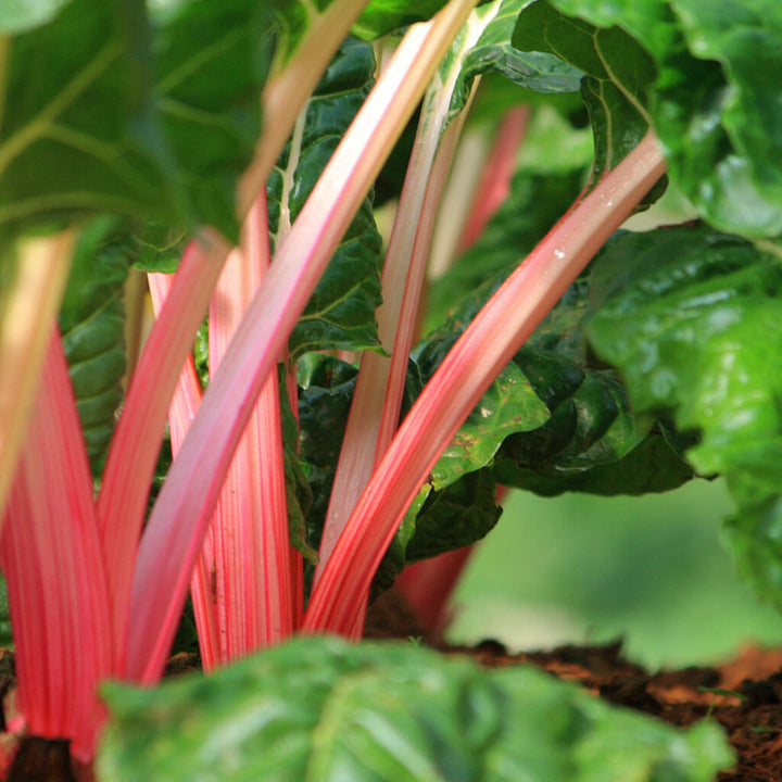 SILVERBEET - Flamingo  - Beta vulgaris var. cicla
