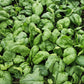 SPINACH - Bloomsdale - Spinacia oleracea