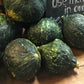 SQUASH - Winter Green Hubbard  - Cucurbita maxima