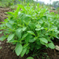 Stevia - Open Pollinated - Stevia rebaudiana