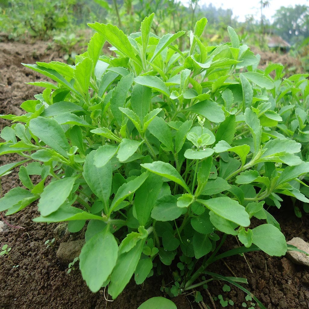 Stevia - Open Pollinated - Stevia rebaudiana