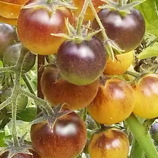 TOMATO - Blue Cream Berries - Lycopersicon esculentum