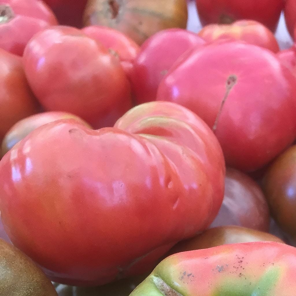 DWARF TOMATO - Boronia  - Lycopersicon esculentum