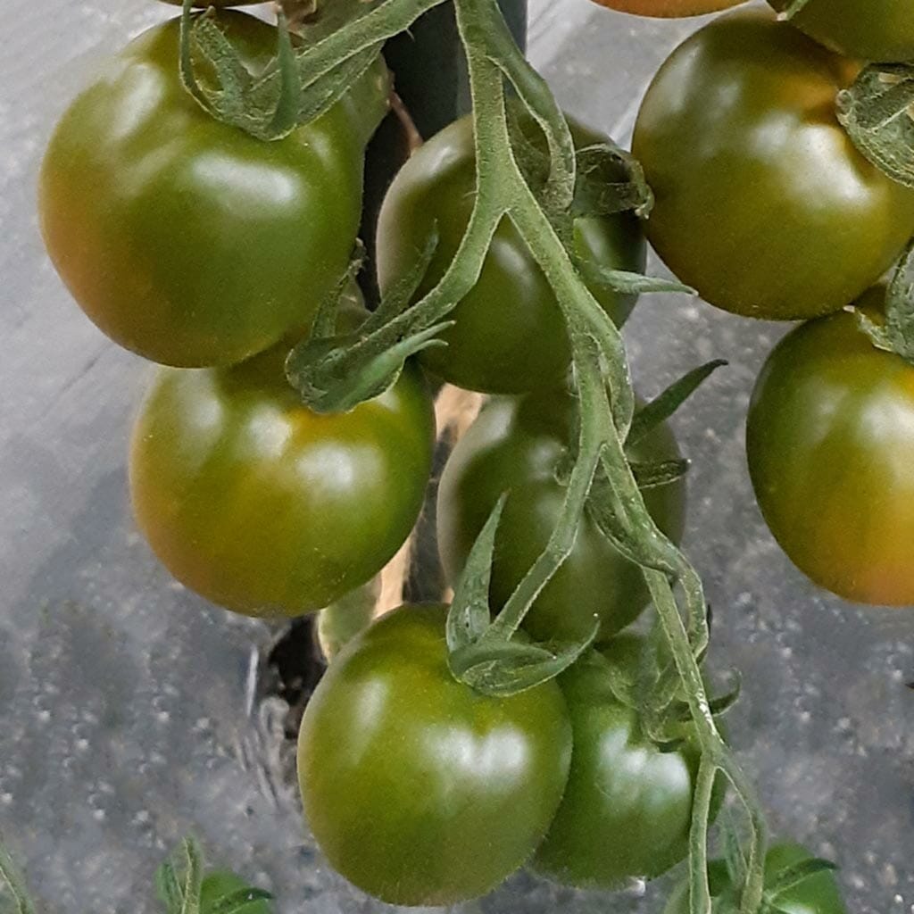 TOMATO - Evil Olive  - Lycopersicon esculentum