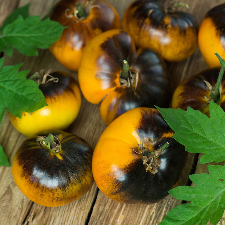 TOMATO - Lucid Gem  - Lycopersicon esculentum