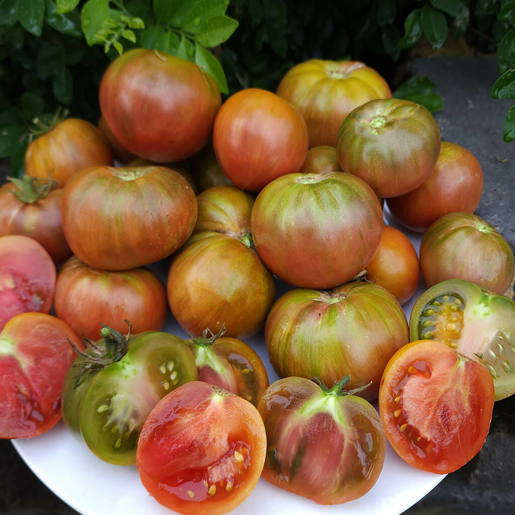 DWARF TOMATO - Metallica  - Lycopersicon esculentum