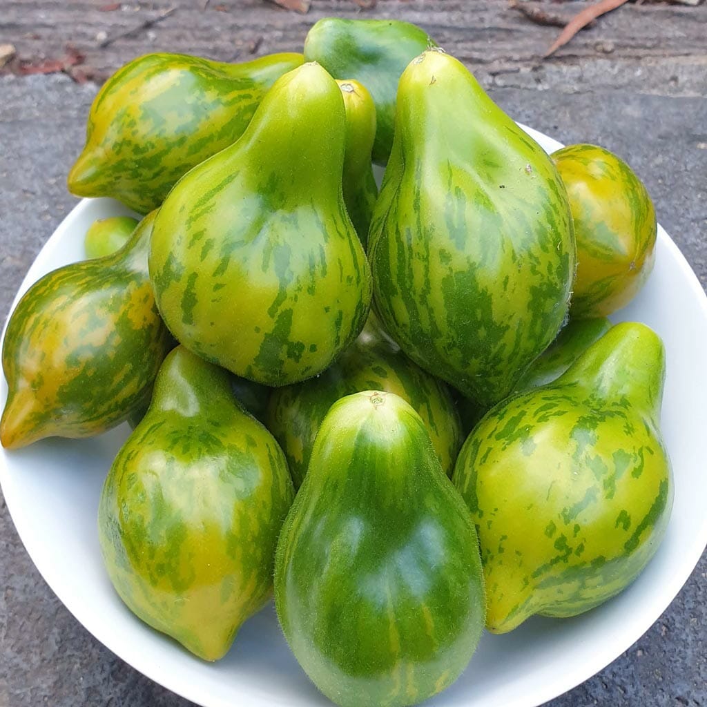 TOMATO - Mint Julep  - Lycopersicon esculentum