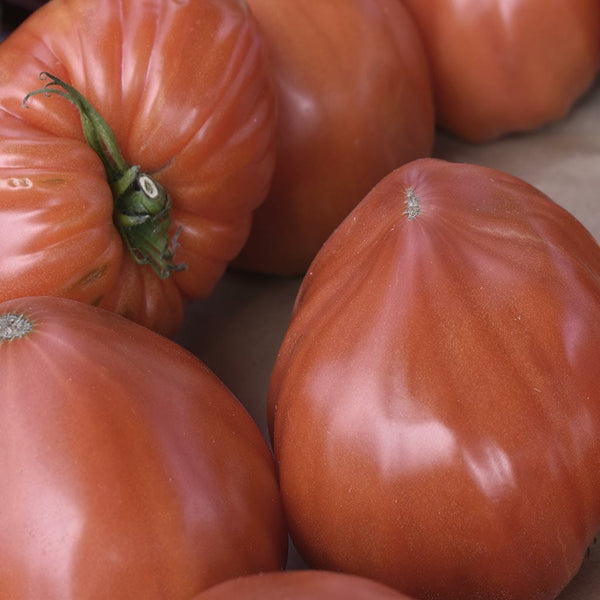 TOMATO-Pink-Passion_grande.jpg