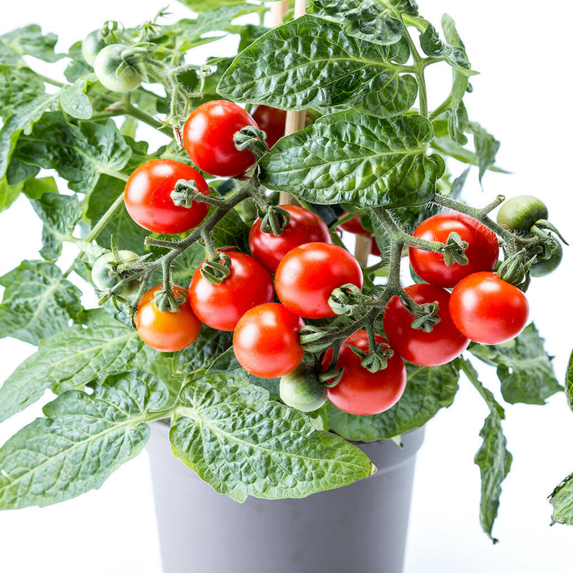 MICRO TOMATO Window Box Seeds of Plenty