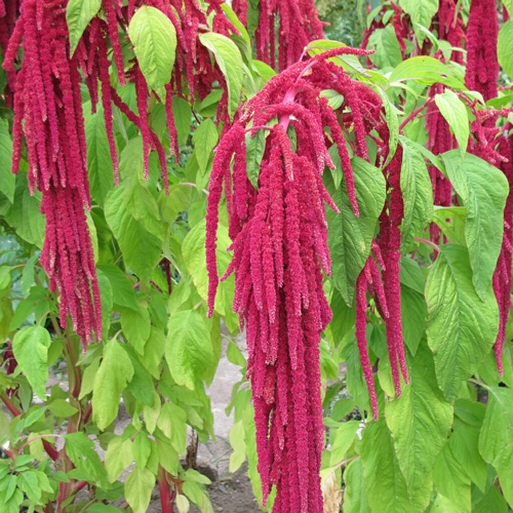 AMARANTH - Love Lies Bleeding  - Amaranthus tricolor