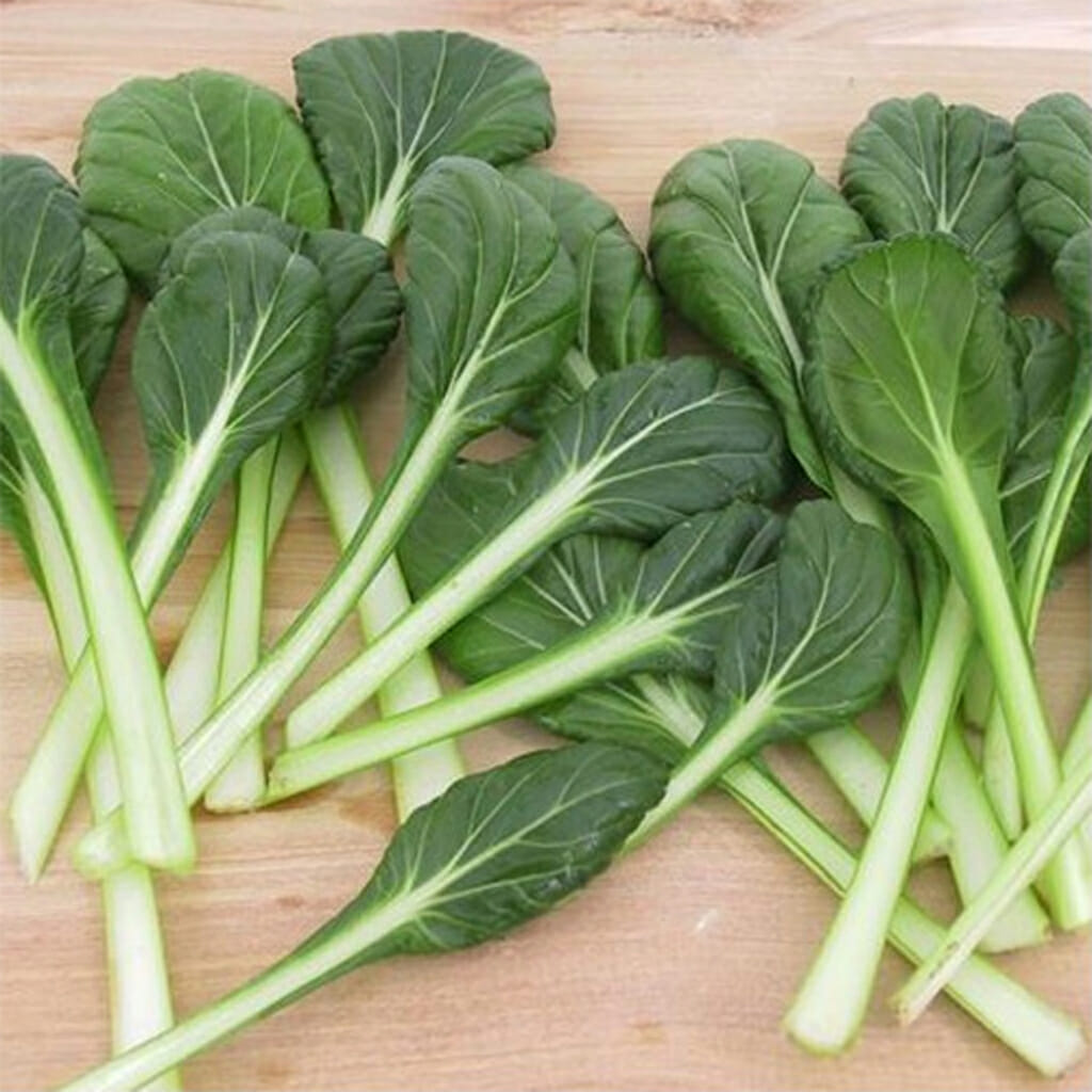 CHINESE CABBAGE - Tatsoi  - Brassica rapa var. rosularis