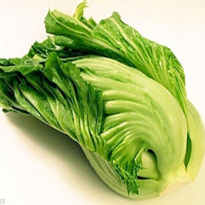CHINESE MUSTARD - Bau-Sin  - Brassica japonica