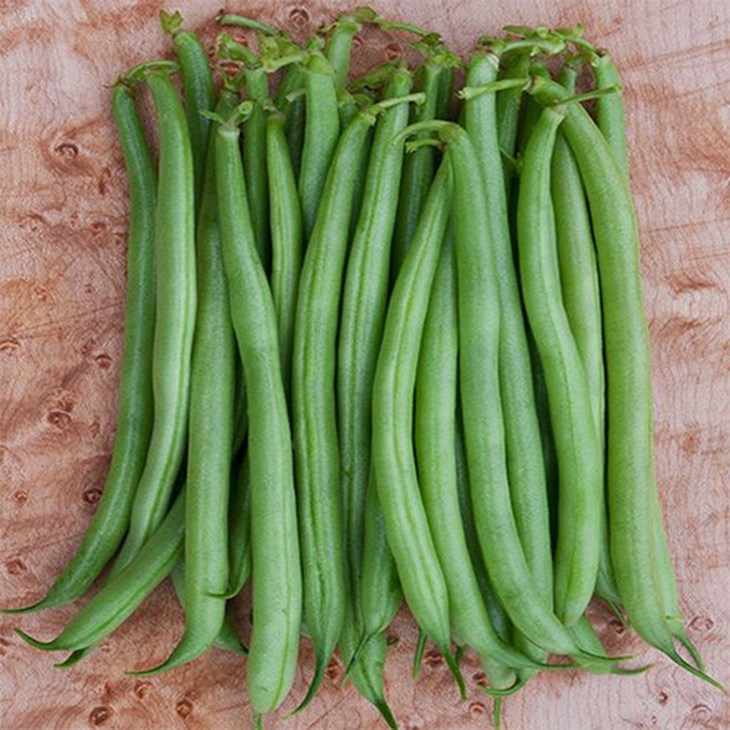 Bush Beans