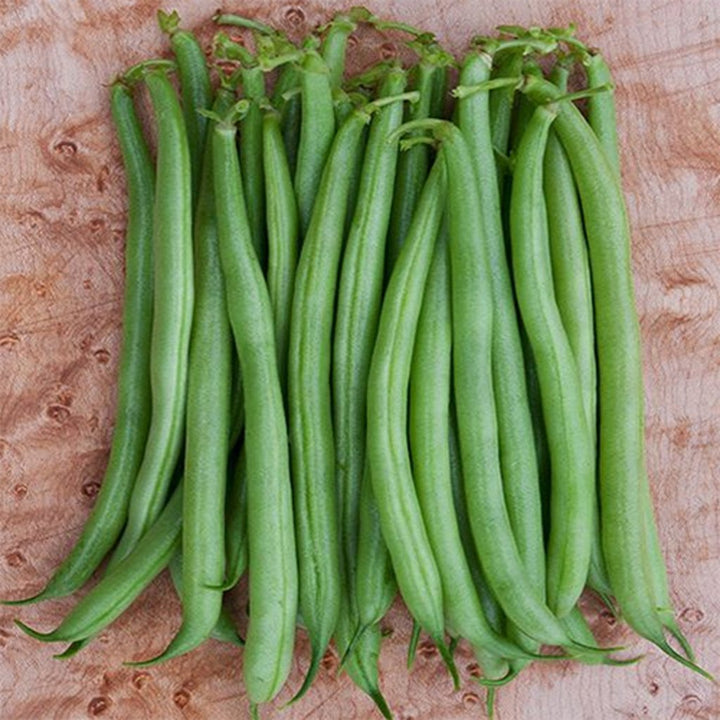 BUSH BEAN - Strike  - Phaseolus vulgaris