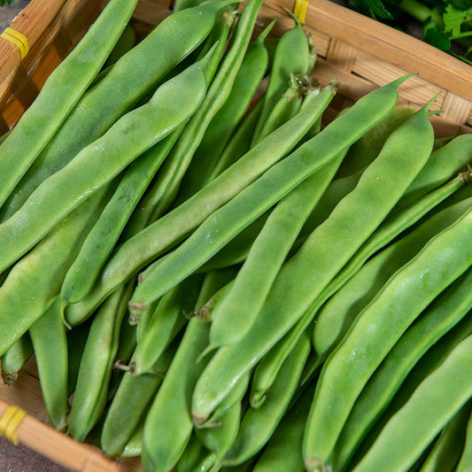 CLIMBING BEAN - Giant of Stuttgart  - Phaseolus vulgaris