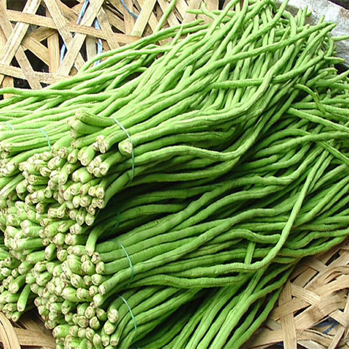 SNAKE BEAN - Red Dragon  - Vigna unguiculata var. sesquipedalis