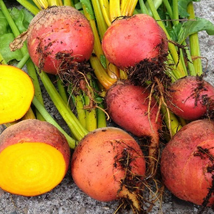 BEETROOT - Golden Detroit  -  Beta vulgaris