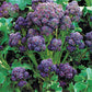 BROCCOLI - Purple Sprouting