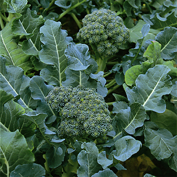 BROCCOLI - Green Sprouting Calabrese  - Brassica oleracea