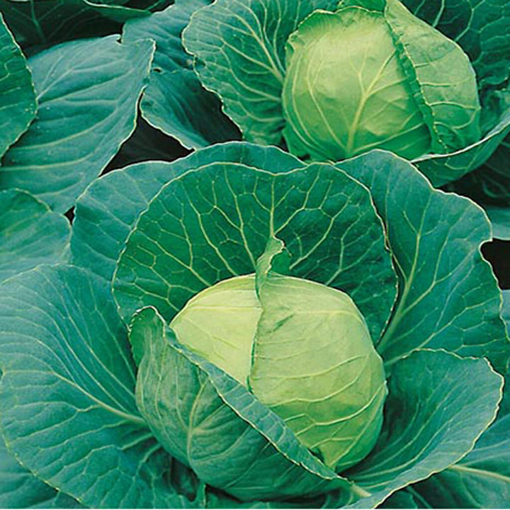 CABBAGE - Golden Acre  - Brassica oleracea