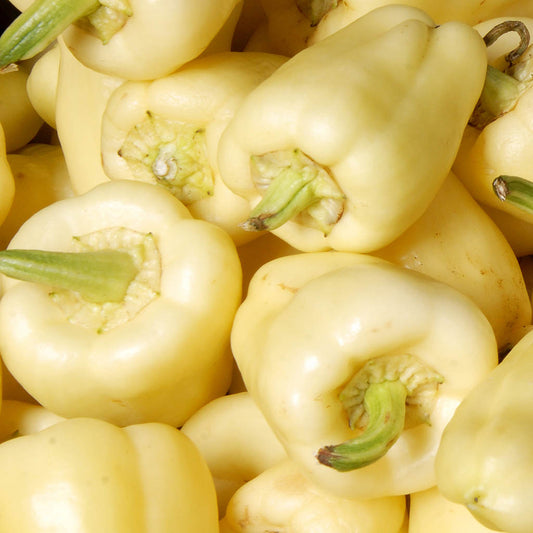 CAPSICUM - White Diamond  - Capsicum annuum