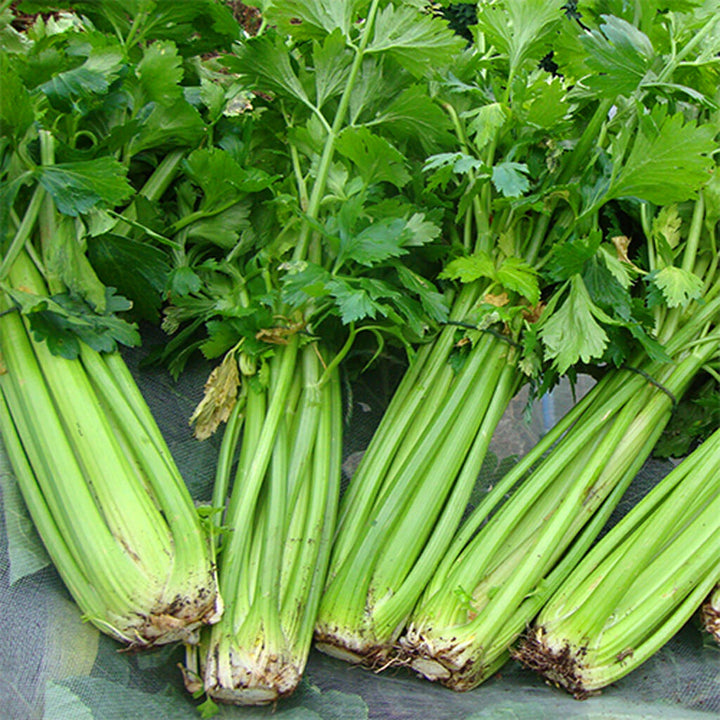 CELERY - Tall Utah  - Apium graveolens var. dulce