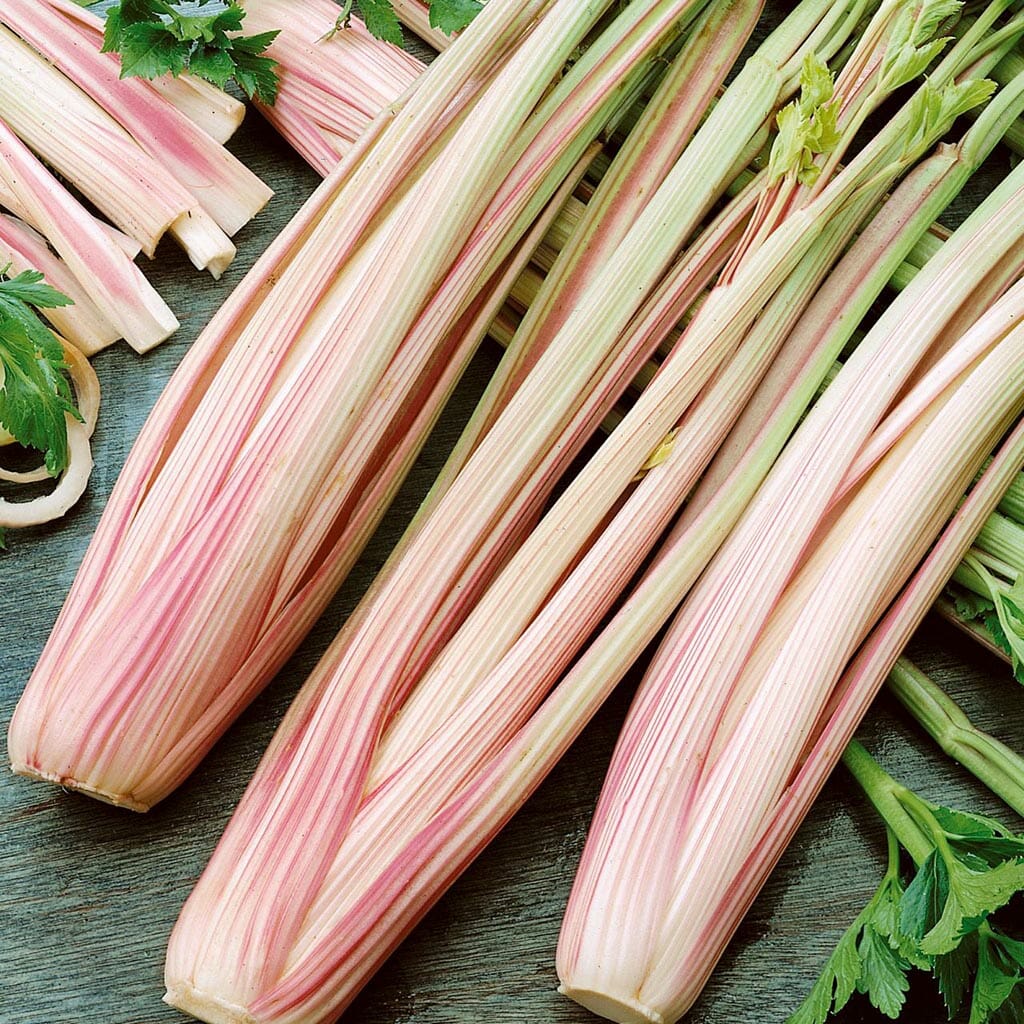 Celery - Peppermint Stick