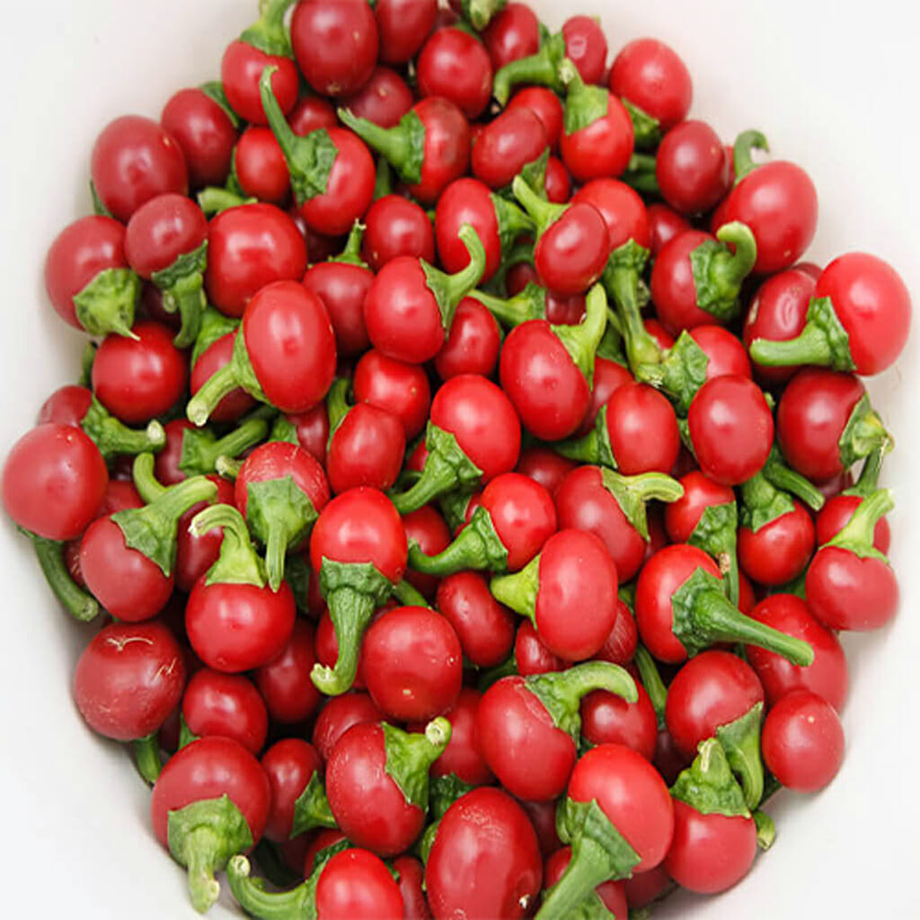 CHILLI PEPPER - Red Cherry Hot  - Capsicum annuum