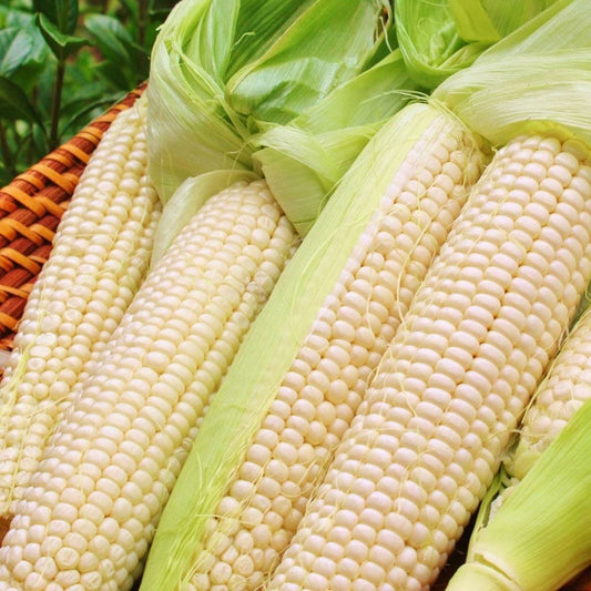 Corn - Manning White