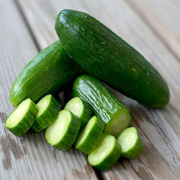 CUCUMBER - Lebanese (Beit Alpha)  - Cucumis sativus