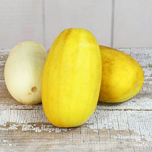 CUCUMBER - Russian Giant  - Cucumis sativus