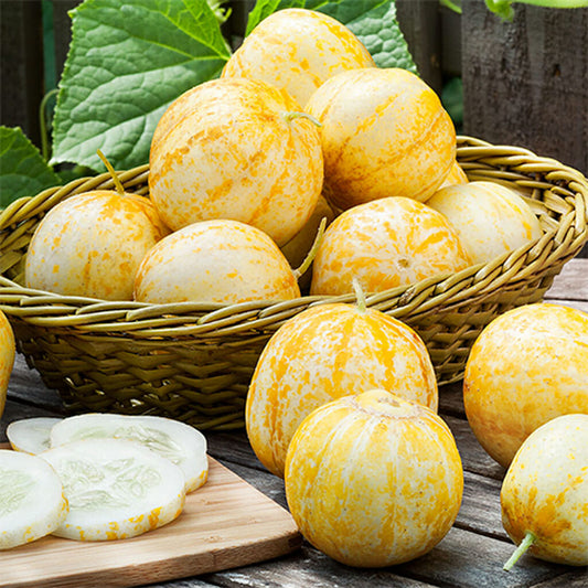 CUCUMBER - Lemon  - Cucumis sativus