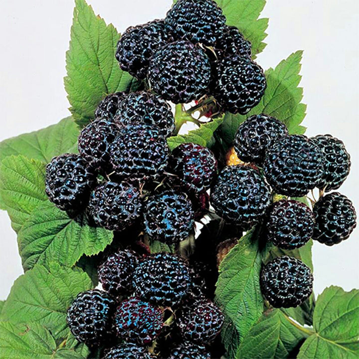 RASPBERRY - Blackcap  - Rubus occidentalis