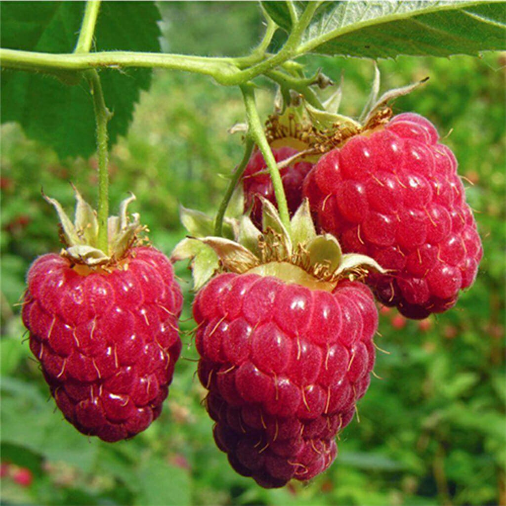 RASPBERRY - Red European | Buy Online at Seeds Of Plenty – Seeds of Plenty