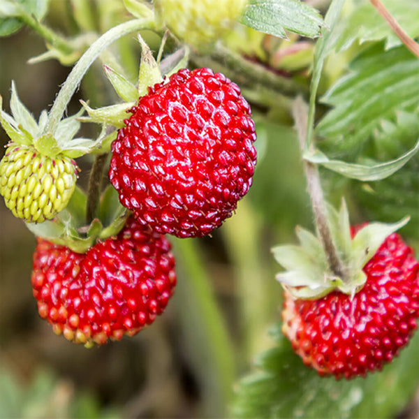 strawberry mignonette seeds ALPINE STRAWBERRY - Mignonette