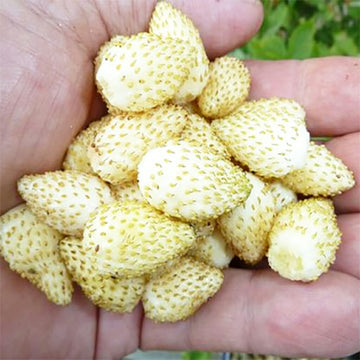 white alpine strawberries