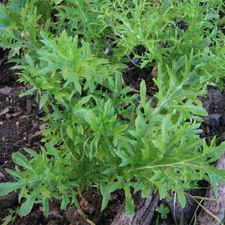 MUSTARD - Wasabi  - Brassica juncea