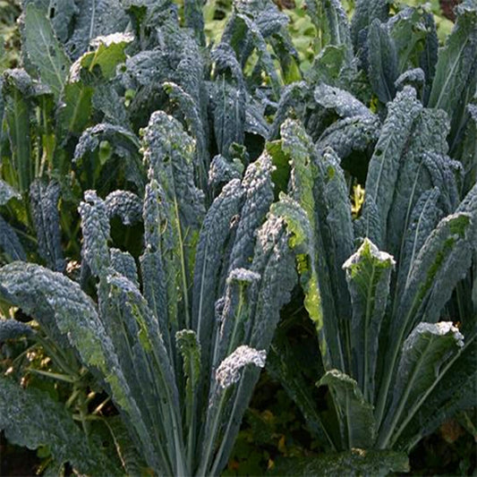 KALE - Nero Di Toscana  - Brassica oleracea