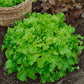 LETTUCE - Green Salad Bowl