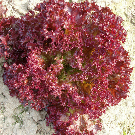 LETTUCE - Red Salad Bowl  - Lactuca sativa