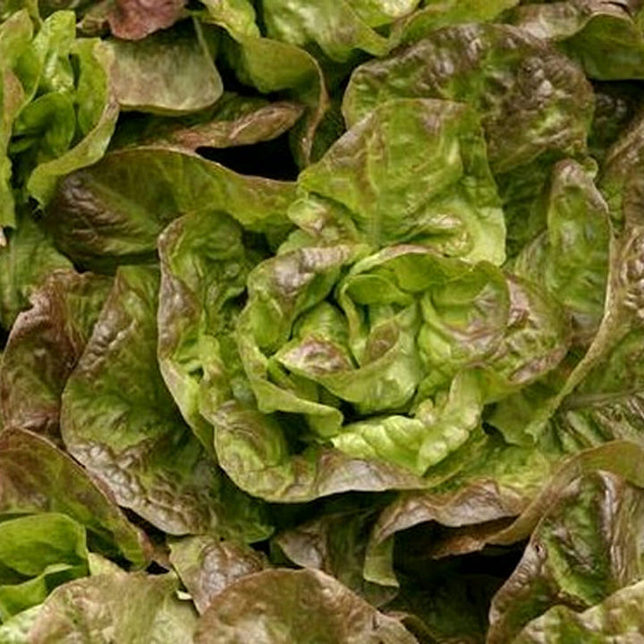LETTUCE - Bronze Mignonette  - Lactuca sativa