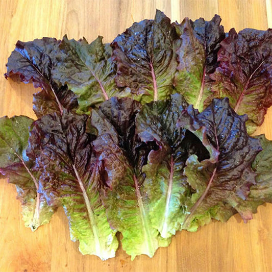 LETTUCE - Red Romaine  - Lactuca sativa