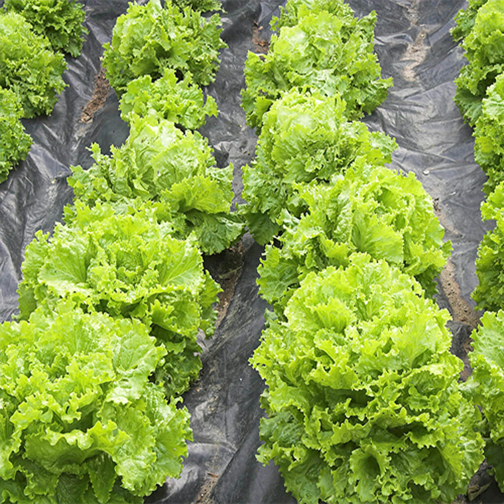 LETTUCE - Great Lakes  - Lactuca sativa