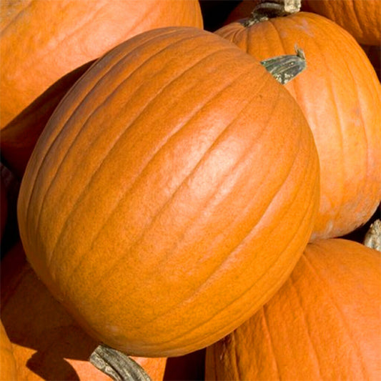 PUMPKIN - Mammoth Gold  - Cucurbita maxima