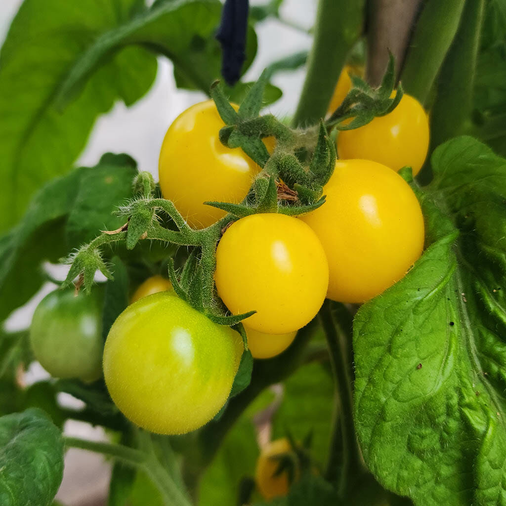 DWARF TOMATO - Desert Star  - Lycopersicon esculentum