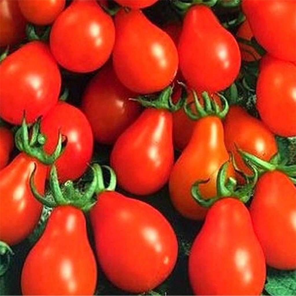 Tom Pear TOMATO - Miniature Red Pear | Buy Online at Seeds Of Plenty – Seeds of ...