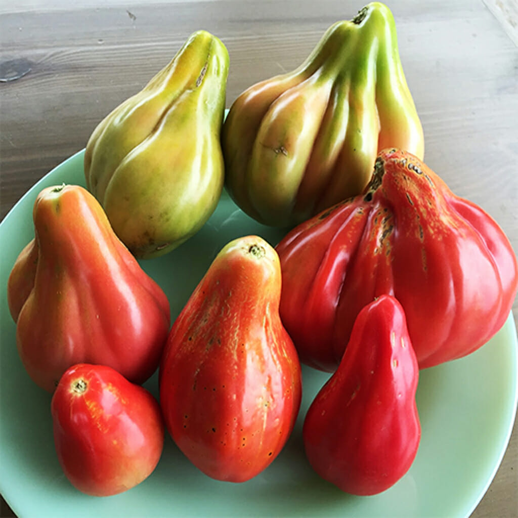Tom Pear TOMATO - Big Pear | Buy Online at Seeds Of Plenty – Seeds of Plenty